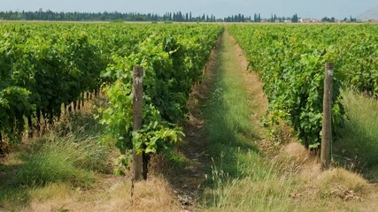 Vineyards in Montenegro. Rows of vine on a grape field . Wine industry. Agriculture concept