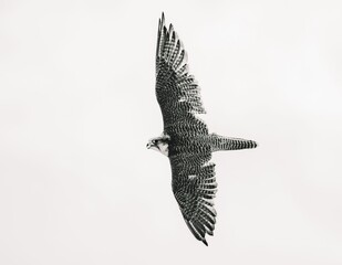 Falcon Soaring in the Sky