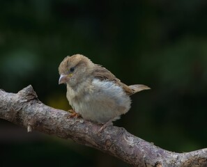 Close-up of a small bird perched on a branch.