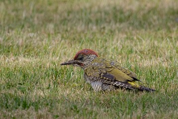 European green woodpecker foraging on the ground in grass.