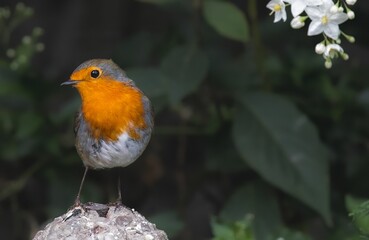 European robin with vibrant orange breasts perched on a rock.