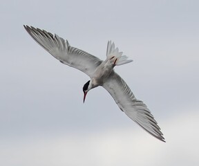 Obraz premium Tern bird in mid-flight against a cloudy sky