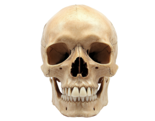 Human skull front view, transparent background