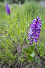 wild orchid in White Carpathian Mountains, Czech Republic