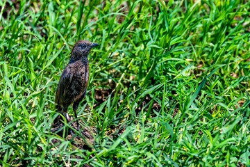 Ant-eating Chat among Grass in Lake Nakuru National Park, Kenya