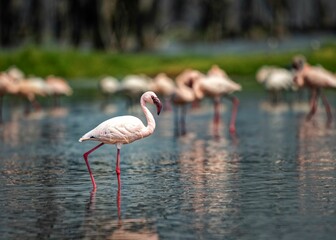 Group of lesser flamingos wading in shallow water in Lake Nakuru National Park, Kenya