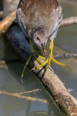 Close-up of a young bird on a sunny day