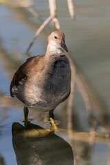 Close-up of a young bird on a sunny day