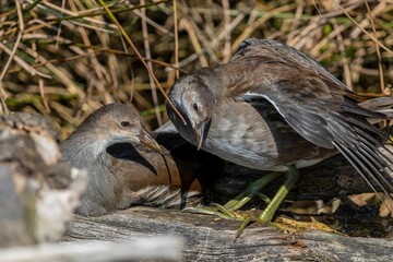Close-up of young birds on a sunny day