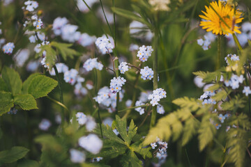 Spring flowers. Beautifully blossoming pasque flower and sun with a natural colored background. Close-up shot of Myosotis flowers in summer in alpine mountains. 