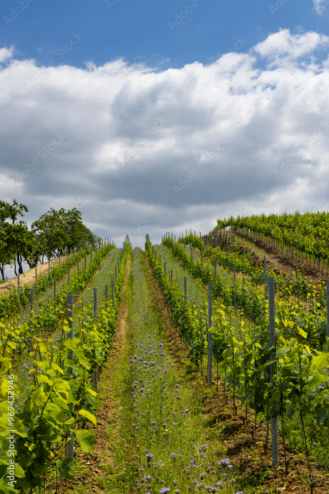 Canvas Prints vineyards with flovers near cejkovice, southern moravia, czech republic