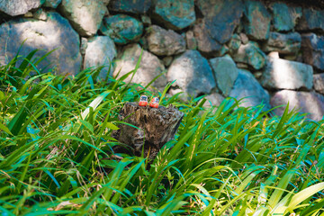 A daruma dolls on the grass amidst nature, surrounded by wildlife like birds and frogs in a lush, green garden