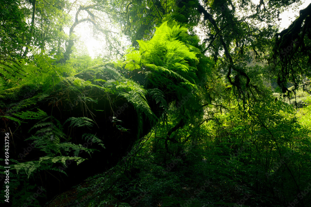 Canvas Prints looking up view of tree trunk to green leaves of tree in forest with sun light. fresh environment in