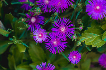 The image depicts a beautiful garden filled with vibrant purple and pink flowers, showcasing the...