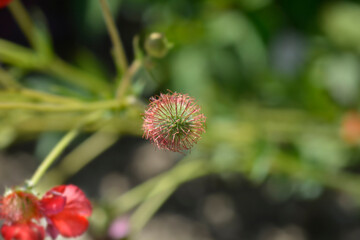 Awens Scarlet Tempest seed head