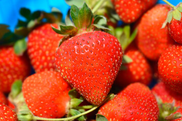 A close-up of a pile of freshly picked strawberries