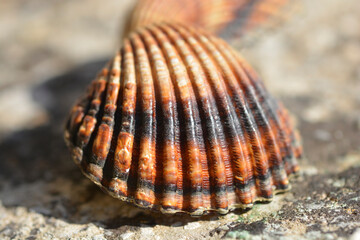 Common cockle shell on a concrete surface