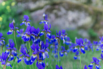 Obraz premium blue irises, flowers on a blurred background