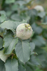 Quince branch with immature fruit