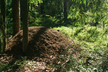 red wood ant nest in the forest