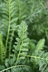 Milly Rock Rose Yarrow leaves