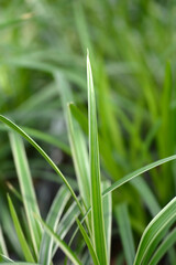 Sedge Ice Dance leaves