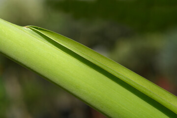 Giant alocasia leaf detail