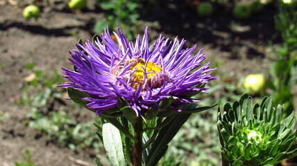purple crocus flower