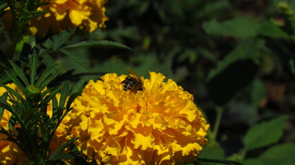 bee on a flower
