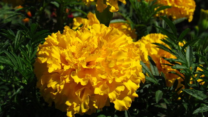 yellow flower in the garden