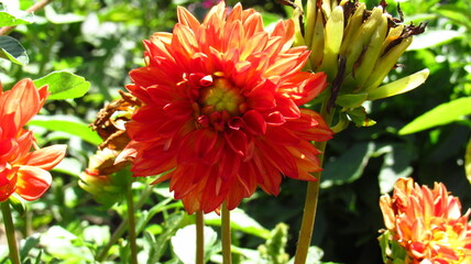 red dahlia flower