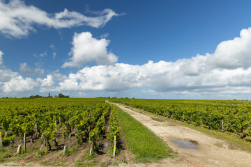 Fototapeta premium Typical vineyards near Saint-Estephe, Bordeaux, Aquitaine, France