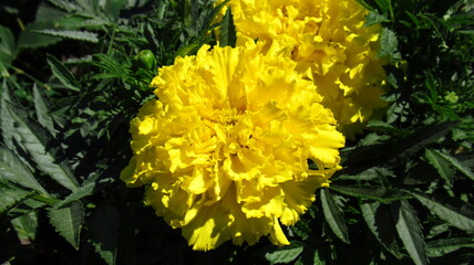 yellow flower in the garden