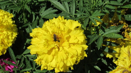 yellow flower in the garden