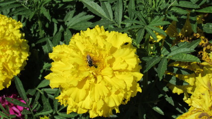 yellow flower in the garden