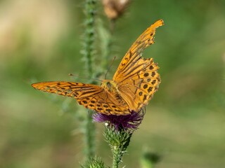 Orange Butterfly on Purple Flower