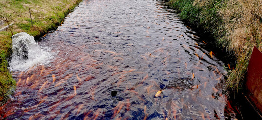Danish pond farm producing lots of golden trouts swimming in the water