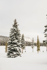 Snow-covered evergreen trees by alpine lake