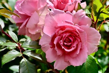 Close-up of a floribunda rose with lush green leaves in a garden setting.