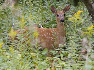 Young deer in a lush green forest