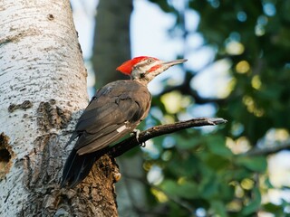 Pileated Woodpecker on Tree Trunk in Forest