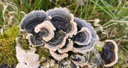 Beautiful mushrooms with pretty structure and pattern growing in a Danish forest in autumn season