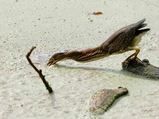 Green Heron stretching its neck to reach a twig in a swampy area.