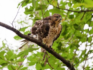 Hawk perched on a tree branch in a forest