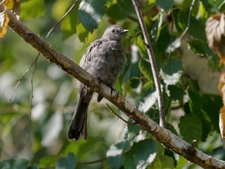 Close-up shot of a small Catbird perched on a branch, surrounded by green leaves in a forest setting