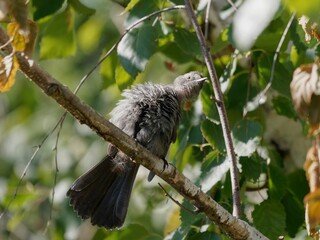 Catbird perched on a branch in a lush green forest, with its feathers with a blurred background.