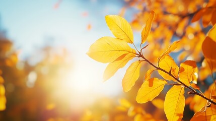 Autumn yellow leaf closeup. Bright orange tree change. Blur bokeh on background. Golden color in park Light sunny warm october day. Red leaves in garden Sun in blue sky. Fall nature woods sunset scene