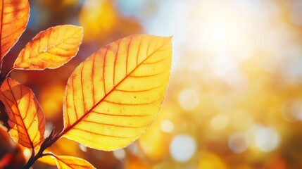 Fototapeta premium Autumn yellow leaf closeup. Bright orange tree change. Blur bokeh on background. Golden color in park Light sunny warm october day. Red leaves in garden Sun in blue sky. Fall nature woods sunset scene