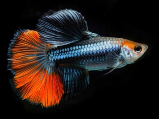 Fototapeta premium A vibrant guppy fish showcasing colorful fins and scales against a dark background.