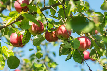 Harvesting. Ripe Red Apples on Tree Branches in Orchard
